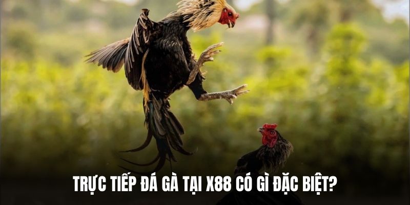 Trực tiếp đá gà tại 92Lottery có gì đặc biệt?